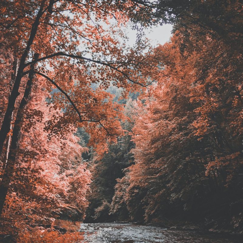 forest and body of water during daytime